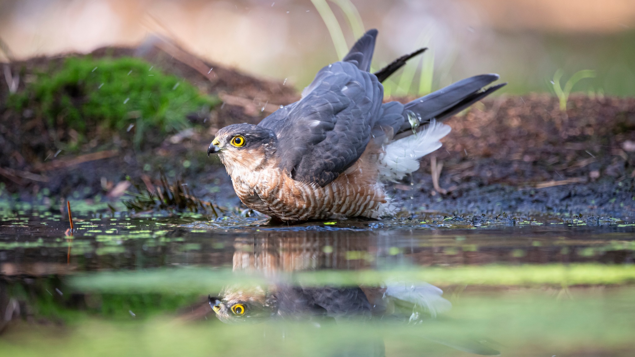 Eurasian Sparrowhawk